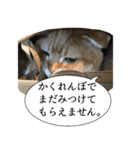 猫野家すたんぷ【言い訳編】（個別スタンプ：5）
