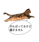 猫野家すたんぷ【言い訳編】（個別スタンプ：6）