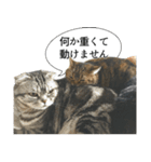猫野家すたんぷ【言い訳編】（個別スタンプ：7）