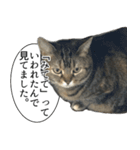 猫野家すたんぷ【言い訳編】（個別スタンプ：10）