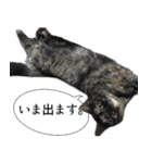 猫野家すたんぷ【言い訳編】（個別スタンプ：11）