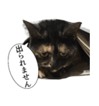 猫野家すたんぷ【言い訳編】（個別スタンプ：12）