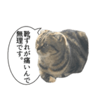 猫野家すたんぷ【言い訳編】（個別スタンプ：14）