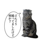 猫野家すたんぷ【言い訳編】（個別スタンプ：15）