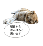 猫野家すたんぷ【言い訳編】（個別スタンプ：16）