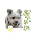 マックス・アオすたんぷ（個別スタンプ：7）