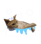 ネコだって1言（個別スタンプ：1）