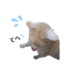 ネコだって1言（個別スタンプ：2）