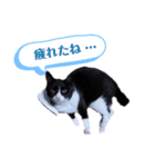 ネコだって1言（個別スタンプ：5）
