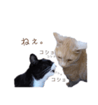 ネコだって1言（個別スタンプ：6）