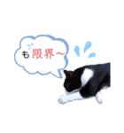 ネコだって1言（個別スタンプ：8）