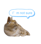 ネコだって1言（個別スタンプ：13）
