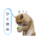 ネコだって1言（個別スタンプ：16）
