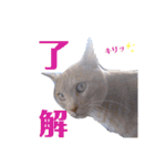 ネコだって1言（個別スタンプ：17）