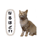 ネコだって1言（個別スタンプ：22）