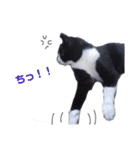 ネコだって1言（個別スタンプ：23）