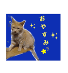 ネコだって1言（個別スタンプ：24）