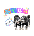 シュナウザー(ととくくオクトパル)（個別スタンプ：3）
