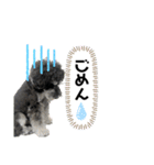 シュナウザー(ととくくオクトパル)（個別スタンプ：8）