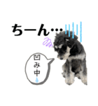 シュナウザー(ととくくオクトパル)（個別スタンプ：11）