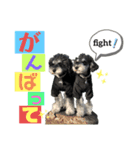 シュナウザー(ととくくオクトパル)（個別スタンプ：13）
