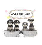 シュナウザー(ととくくオクトパル)（個別スタンプ：14）