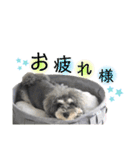 シュナウザー(ととくくオクトパル)（個別スタンプ：16）