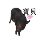 かわいいブタのステッカー（個別スタンプ：7）