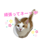 トラチワちゃん♪♡（個別スタンプ：1）
