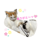トラチワちゃん♪♡（個別スタンプ：7）