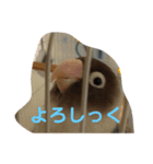 ここちゃんのノーマルスタンプ（個別スタンプ：2）