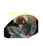 ここちゃんのノーマルスタンプ（個別スタンプ：3）