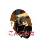 ここちゃんのノーマルスタンプ（個別スタンプ：4）