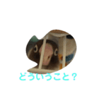 ここちゃんのノーマルスタンプ（個別スタンプ：16）