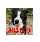 Border collie ロコちゃん❹（個別スタンプ：1）