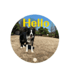 Border collie ロコちゃん❹（個別スタンプ：2）
