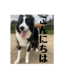 Border collie ロコちゃん❹（個別スタンプ：3）