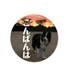 Border collie ロコちゃん❹（個別スタンプ：4）