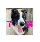 Border collie ロコちゃん❹（個別スタンプ：6）