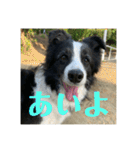 Border collie ロコちゃん❹（個別スタンプ：7）