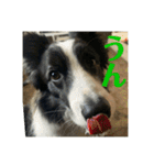 Border collie ロコちゃん❹（個別スタンプ：8）