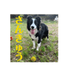 Border collie ロコちゃん❹（個別スタンプ：9）