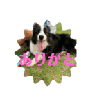 Border collie ロコちゃん❹（個別スタンプ：10）