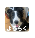 Border collie ロコちゃん❹（個別スタンプ：11）