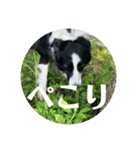 Border collie ロコちゃん❹（個別スタンプ：12）