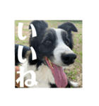 Border collie ロコちゃん❹（個別スタンプ：13）