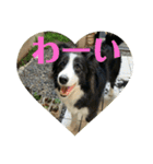 Border collie ロコちゃん❹（個別スタンプ：14）