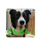 Border collie ロコちゃん❹（個別スタンプ：15）