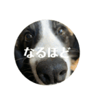 Border collie ロコちゃん❹（個別スタンプ：16）