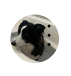 Border collie ロコちゃん❹（個別スタンプ：17）
